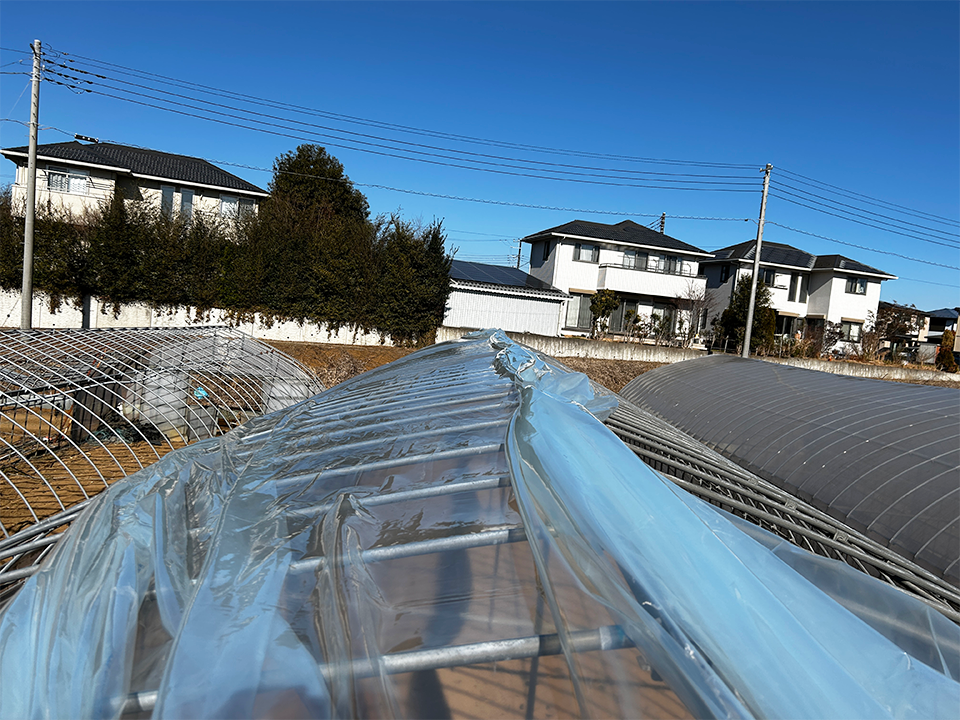 ビニールの寸法は長さは38m、幅は7.4m。厚さは0.1mm。これめちゃめちゃ重いので、ハウスに上げるのが大変；；<br><br>重機をあっちこっちに移動させながら、何回も降りたり上がったり、少しづつ少しづつ上げていきます。<br><br>ハウス農家なのに、実は高いところは苦手で...足がプルプルしちゃいます（涙目<br>